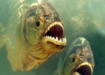 Paraguaji nën “mëshirën” e piranjave, 4 të vdekur dhe qindra sulme