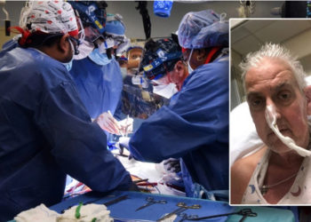 Kryhet transplanti i parë në botë i zemrës nga derri te njeriu