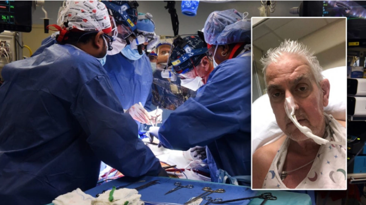 Kryhet transplanti i parë në botë i zemrës nga derri te njeriu