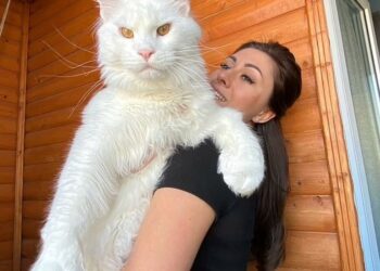 Peshon sa një fëmijë 2 vjeç. A është kjo macja më e madhe në botë?