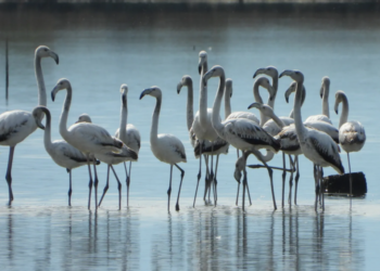 Organizatat mjedisore: Qeveria po shkatërron zonat e mbrojtura bregdetare
