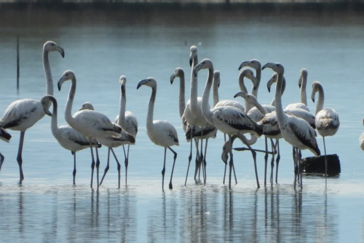 Organizatat mjedisore: Qeveria po shkatërron zonat e mbrojtura bregdetare