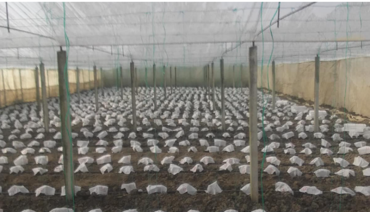 Telashet nuk kanë të sosur për bujqit, serat e sapombjella po dëmtohen nga ngricat