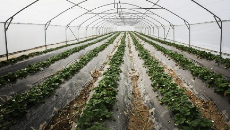 Serat e dëmtuara nga ngricat lajmërojnë një verë të “acartë” në çmime