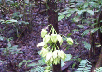 Pema “Di Caprio” në Afrikë merr emrin e aktorit prej kontributit të tij ambientalist