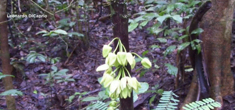 Pema “Di Caprio” në Afrikë merr emrin e aktorit prej kontributit të tij ambientalist