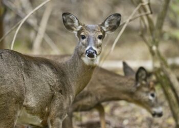 Identifikohen rastet e para me Omicron te kafshët