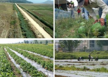 Edhe bujqësia vuan për punonjës, 30 gra nga Nepali vijnë të punojnë në Lushnjë