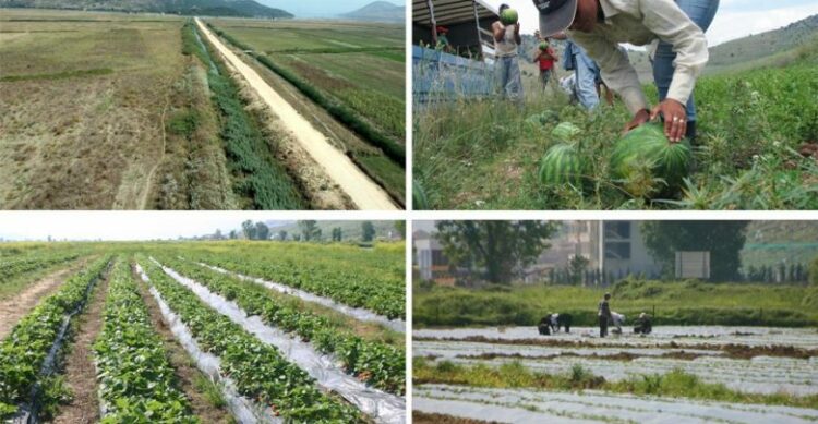 Edhe bujqësia vuan për punonjës, 30 gra nga Nepali vijnë të punojnë në Lushnjë