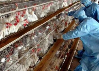 Gripi i shpendëve në Durrës, Kosova ndalon importin nga Shqipëria