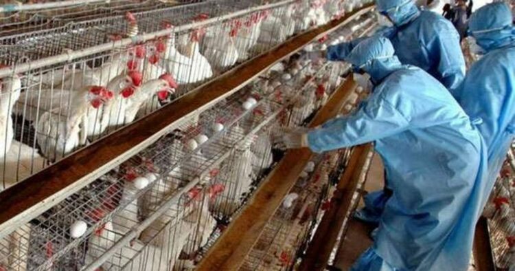 Gripi i shpendëve në Durrës, Kosova ndalon importin nga Shqipëria