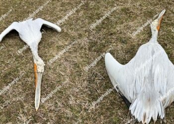 Ngordhja e pelikanëve, drejtori i Veterinarisë në Korçë: Kemi futur të gjithë shpendët e oborreve në karantinë