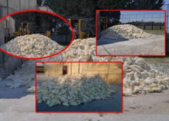 Gripi i shpendëve/ Pulat e infektuara groposen në Shijak, ngordhin 60 krerë edhe në Lushnjë