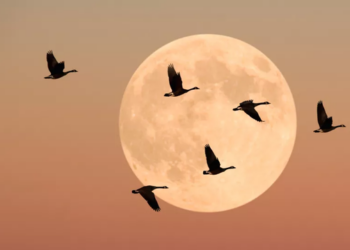 Hëna e plotë do të ndriçojë Tokën nesër, çfarë duhet të bëni?