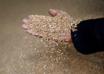 Lufta në Ukrainë mund të sjellë një ‘katastrofë ushqimore në mbarë botën’