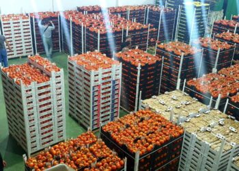 Shqipëria me peshën më të lartë të bujqësisë në Europë, por me varësinë më të lartë nga importi i ushqimeve