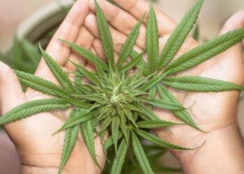 Malta, parlamenti voton legalizimin e përdorimit vetjak të kanabisit