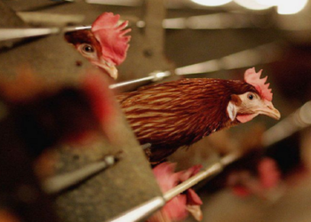 Gripi i shpendëve/ Mbi 100 mijë pula të ngordhura në Durrës