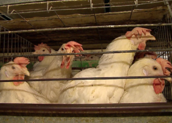 Instituti i Sigurisë Ushqimore dhe Veterinare: Nuk ka vend për panik nga gripi, karantinim në rreze prej tre km