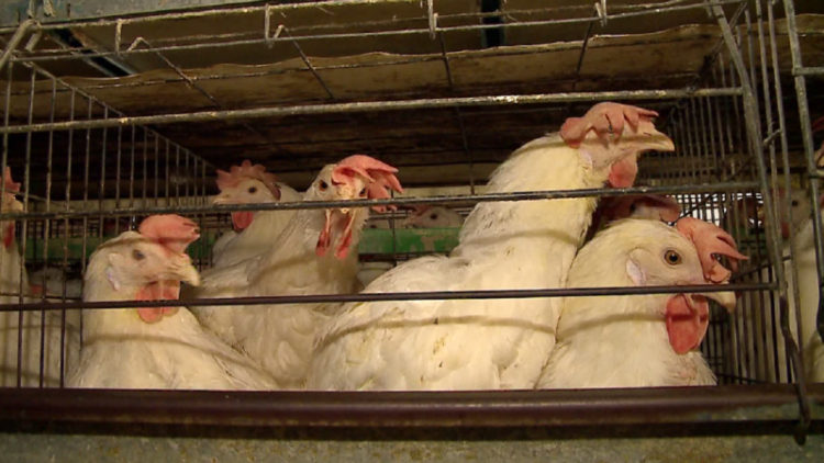 Instituti i Sigurisë Ushqimore dhe Veterinare: Nuk ka vend për panik nga gripi, karantinim në rreze prej tre km