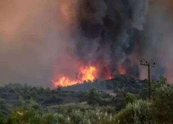 Përfshihet nga flakët sipërfaqja me ullinj në Vlorë, zjarrëfikësat në vendngjarje