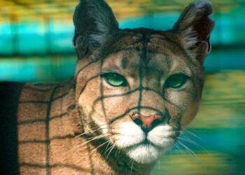 Kopshti zoologjik në Ukrainë po konsideron vrasjen e kafshëve pas shkatërrimit nga Rusia