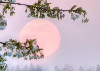 “Superhëna rozë” do të shkëlqejë gjatë fundjavës, çfarë ‘fshihet’ pas fenomenit