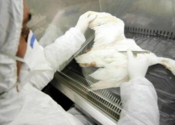 Gripi i ri H3N8 kalon te njerëzit, 4-vjeçari infektohet nga shpendët