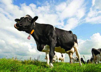 Numri i kafshëve në rënie të shpejtë, sinjalizon çmime të larta për bulmetin dhe mishin