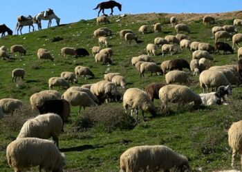 Rënia e krerëve në blegtori çon në rekord importet e mishit në Shqipëri