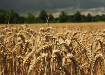 Kiev: Të korrat e grurit përgjysmohen, do jetë një krizë globale