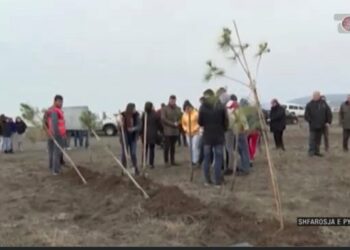 Kostot e pyllëzimit në Shqipëri 2,5 herë më të larta se në BE