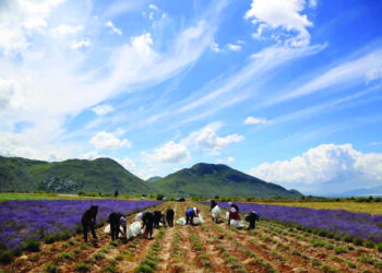 44% e të punësuarve më 2021 ishin në bujqësi e peshkim, 90% nuk marrin pagë