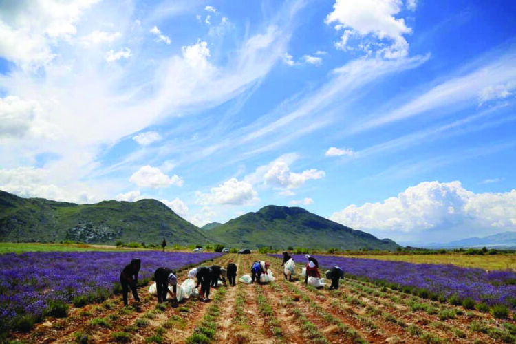 44% e të punësuarve më 2021 ishin në bujqësi e peshkim, 90% nuk marrin pagë