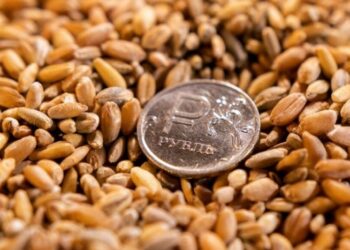 Ambasadori i Kievit në Ankara: Turqia po blen grurin që Rusia vodhi në Ukrainë