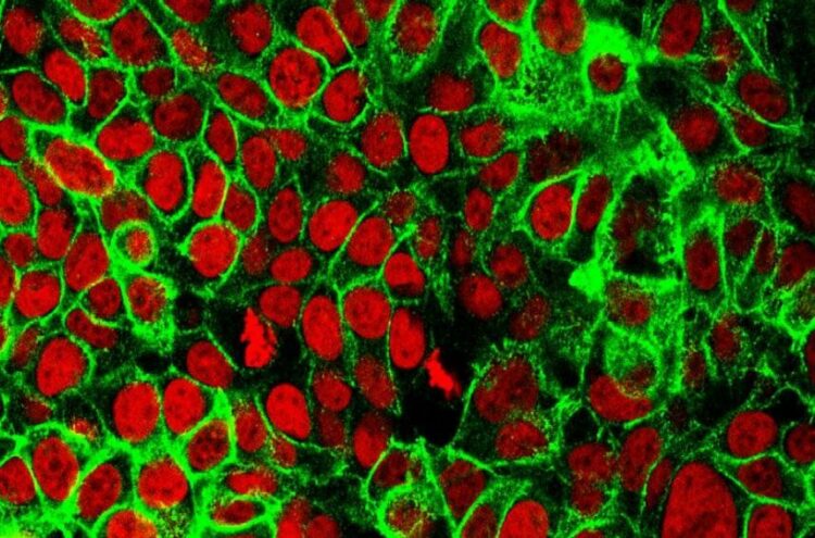 Studiuesit në SHBA zbulojnë ilaçin që zhduk kancerin