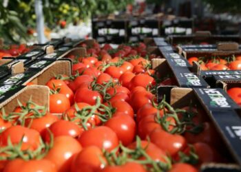 BB: Vlera e eksporteve të domateve mund të trefishohet duke ndryshuar tregjet
