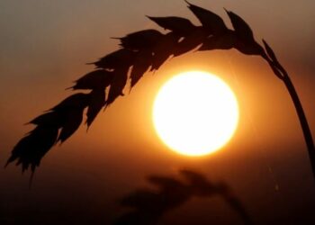 Delegacionet e Rusisë, Ukrainës dhe Turqisë do të takohen për eksportet e drithit