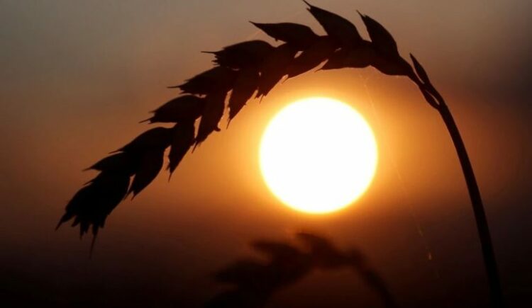 Delegacionet e Rusisë, Ukrainës dhe Turqisë do të takohen për eksportet e drithit