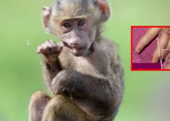 Raporti i OBSH: Mbi 18 mijë raste me linë e majmunëve në botë, shumica në Evropë