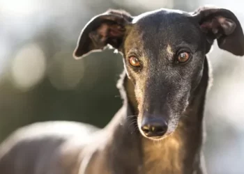 Ndodh për herë të parë, një qen infektohet me linë e majmunëve, u infektua nga pronarët