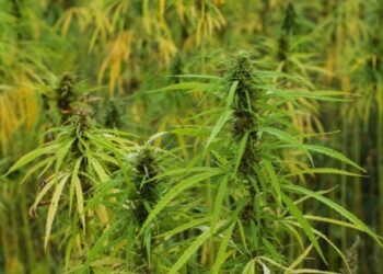 Gjermania drejt legalizimit të kanabisit