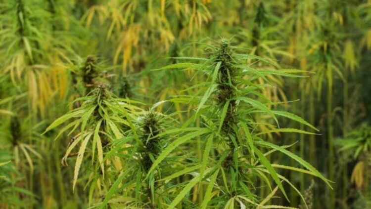 Gjermania drejt legalizimit të kanabisit