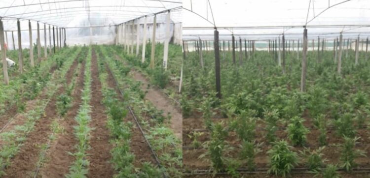 Operacion antidrogë në Berat, zbulohen 2 hektarë tokë të mbjella me kanabis! 95 persona të shoqëruar(EMRAT)